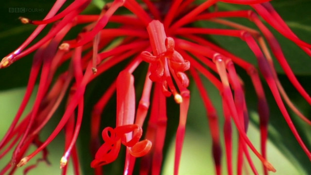 Xem Phim Thế Giới Thực Vật - Bbc - Botany: A Blooming History - Vkool.Net - Ảnh 3