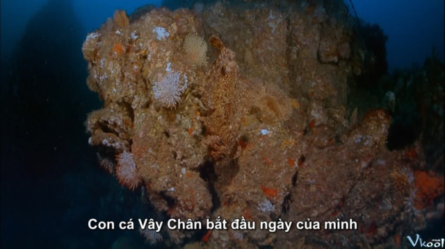 Xem Phim Các Sinh Vật Sống Ngoài Biển - Imax - Ocean Oasis - Vkool.Net - Ảnh 3